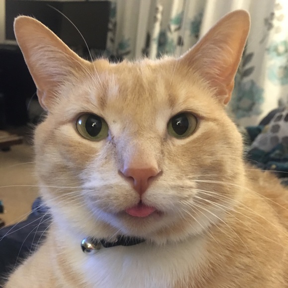 Meet your Posher, Leanna - Picture 2 of 4